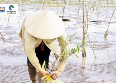 Chung Tay Gây Quỹ Trồng 1500 Cây Bần Tại Rừng Ngập Mặn Tại Cù Lao Dung, Sóc Trăng